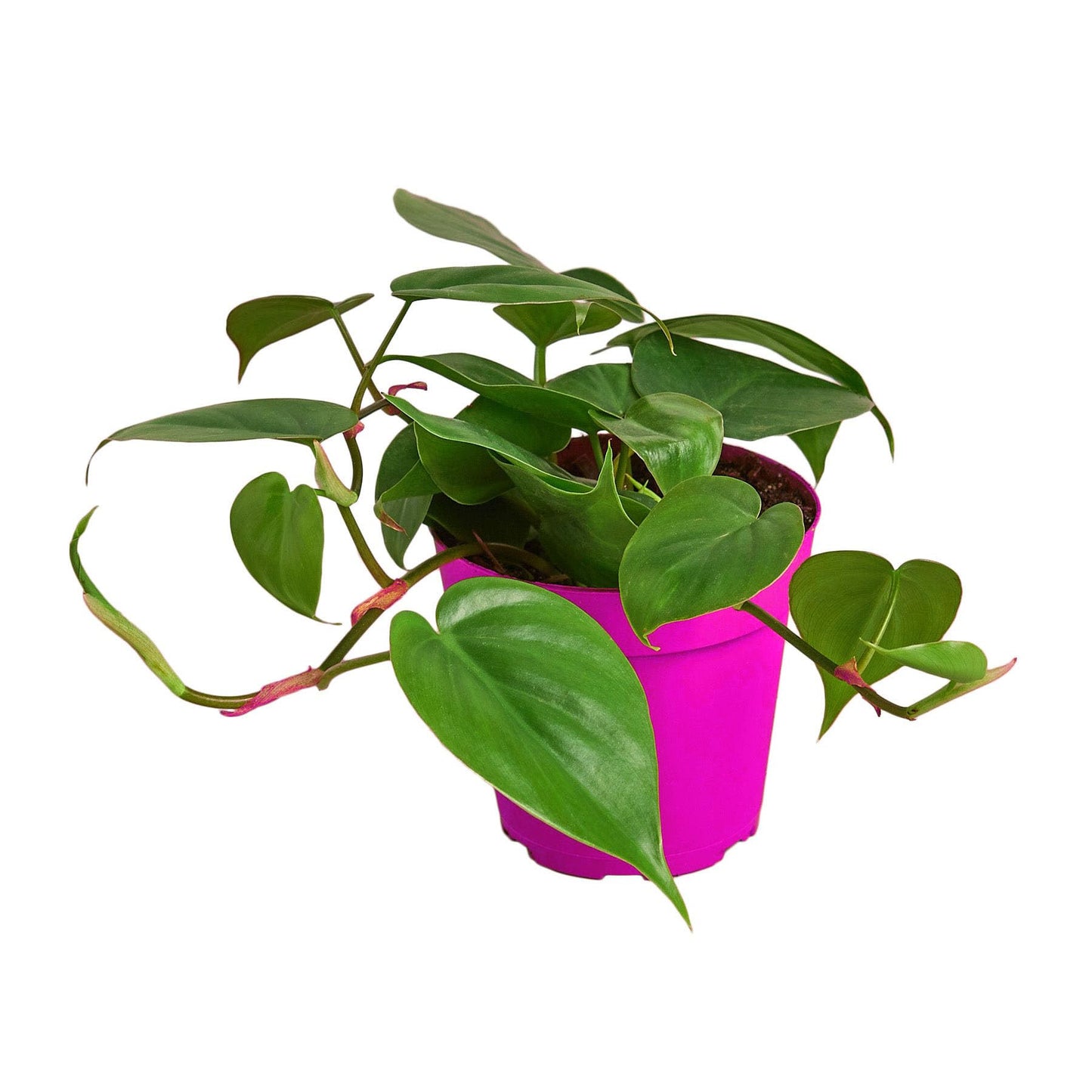 Philodendron Cordatum Heartleaf in 3in Pot - Live Plants Tropical Houseplants | Variegated | USA Growers | The Snobby Leaf
