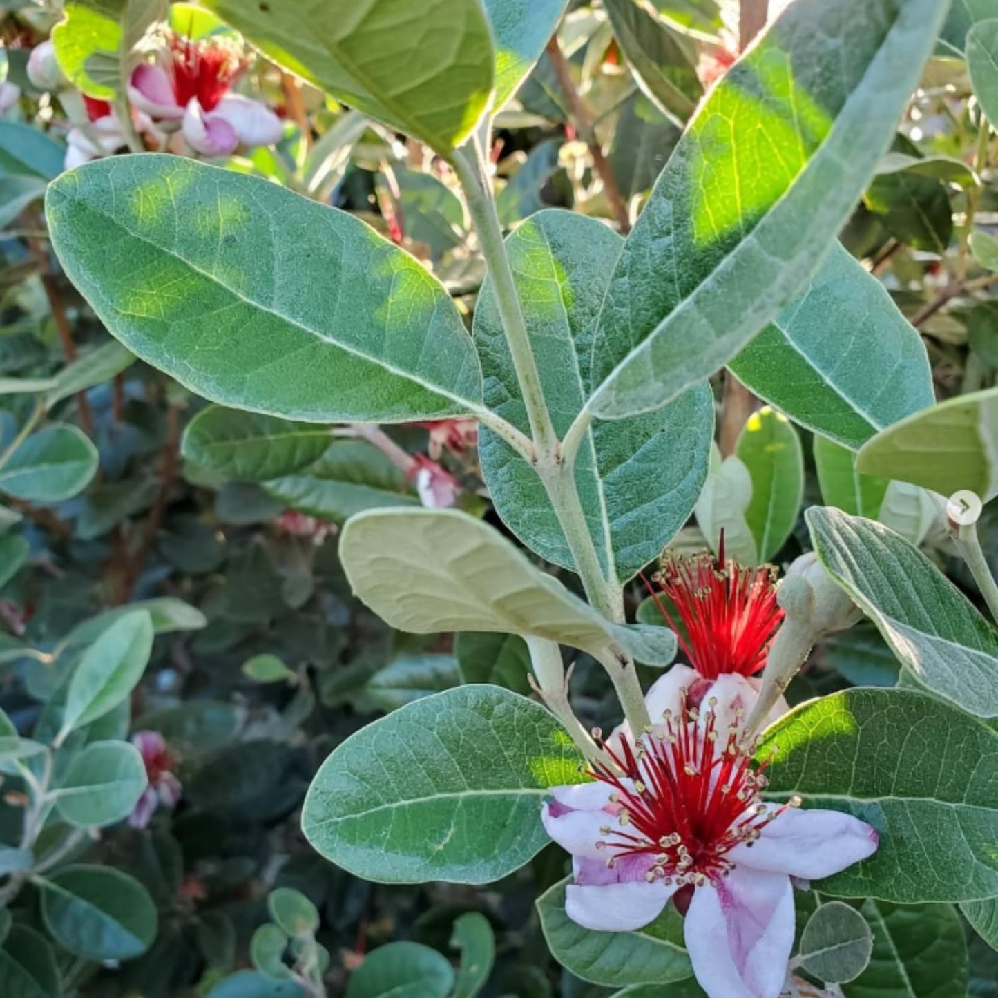 Pineapple Guava Live Plant, 4 to 6 Inches, Well Rooted Fragrant Guava for Garden