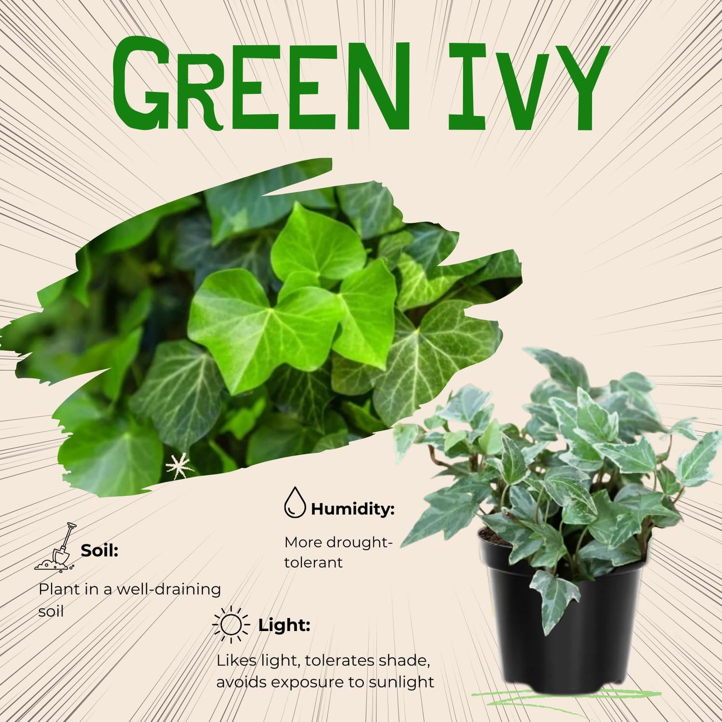 Trailing English Ivy Live Plant, Hardy Ivy Plants in 4" Pot, Climbing Plants Outdoor Garden, Easy Care House Plant (Green)