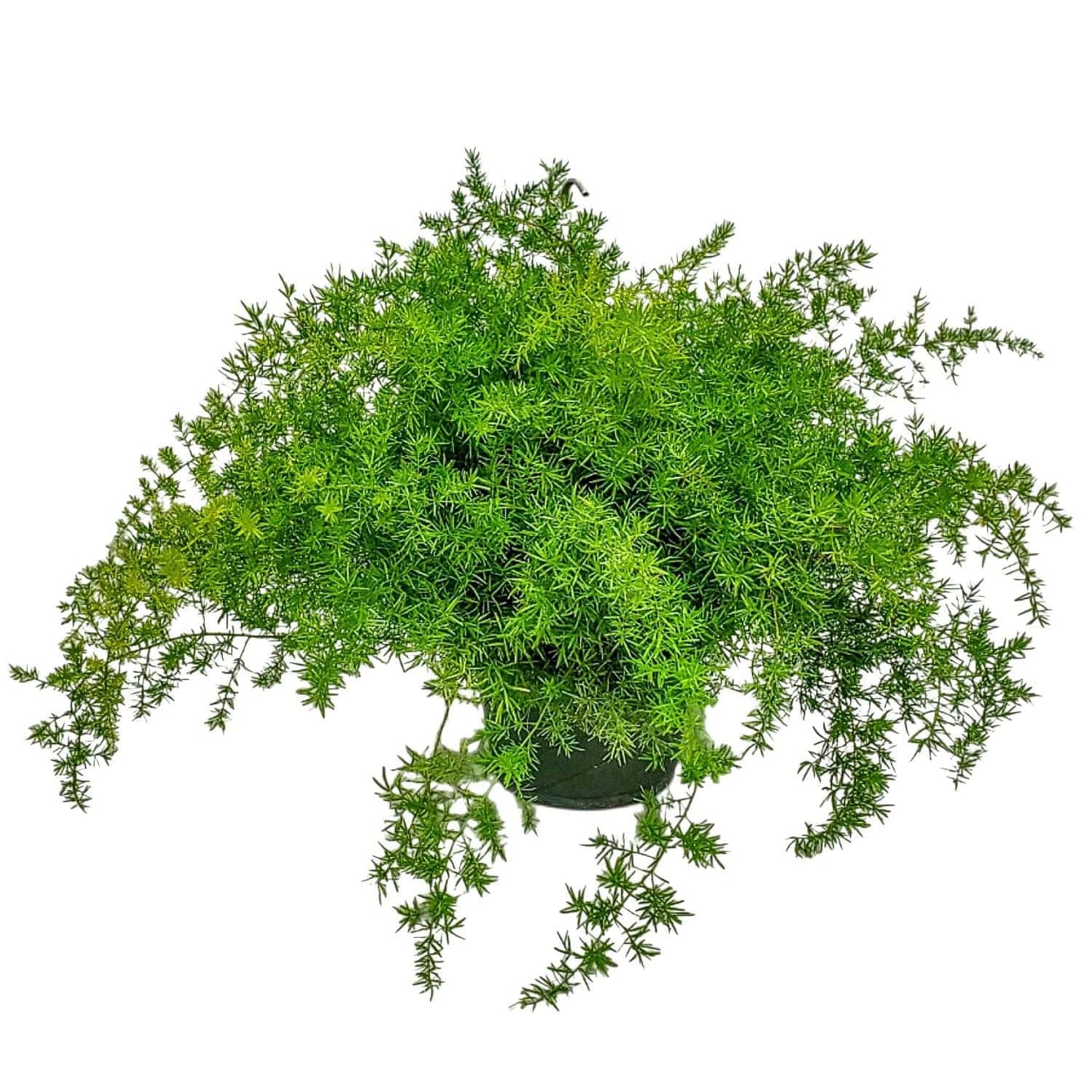 Sprengeri Asparagus Fern Hanging Basket 10" – Live Plant with Lush Green Foliage – Air-Purifying, Easy-Care Houseplant for Indoor & Outdoor Spaces – 24" to 28" Spread – Tropical Plants of Florida