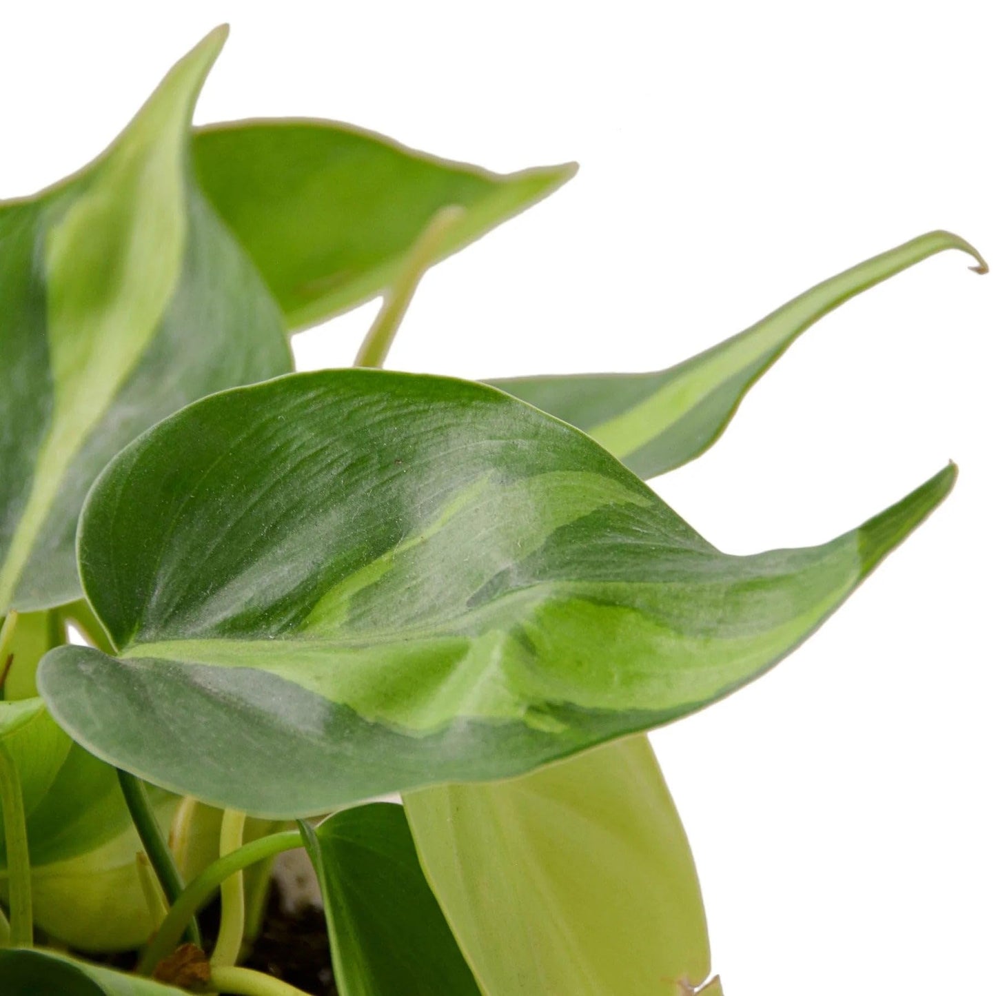 Philodendron 'Brazil' | Live Plant for Indoor & Outdoor | for Living Room, Office, Bathroom | (4" Pot)