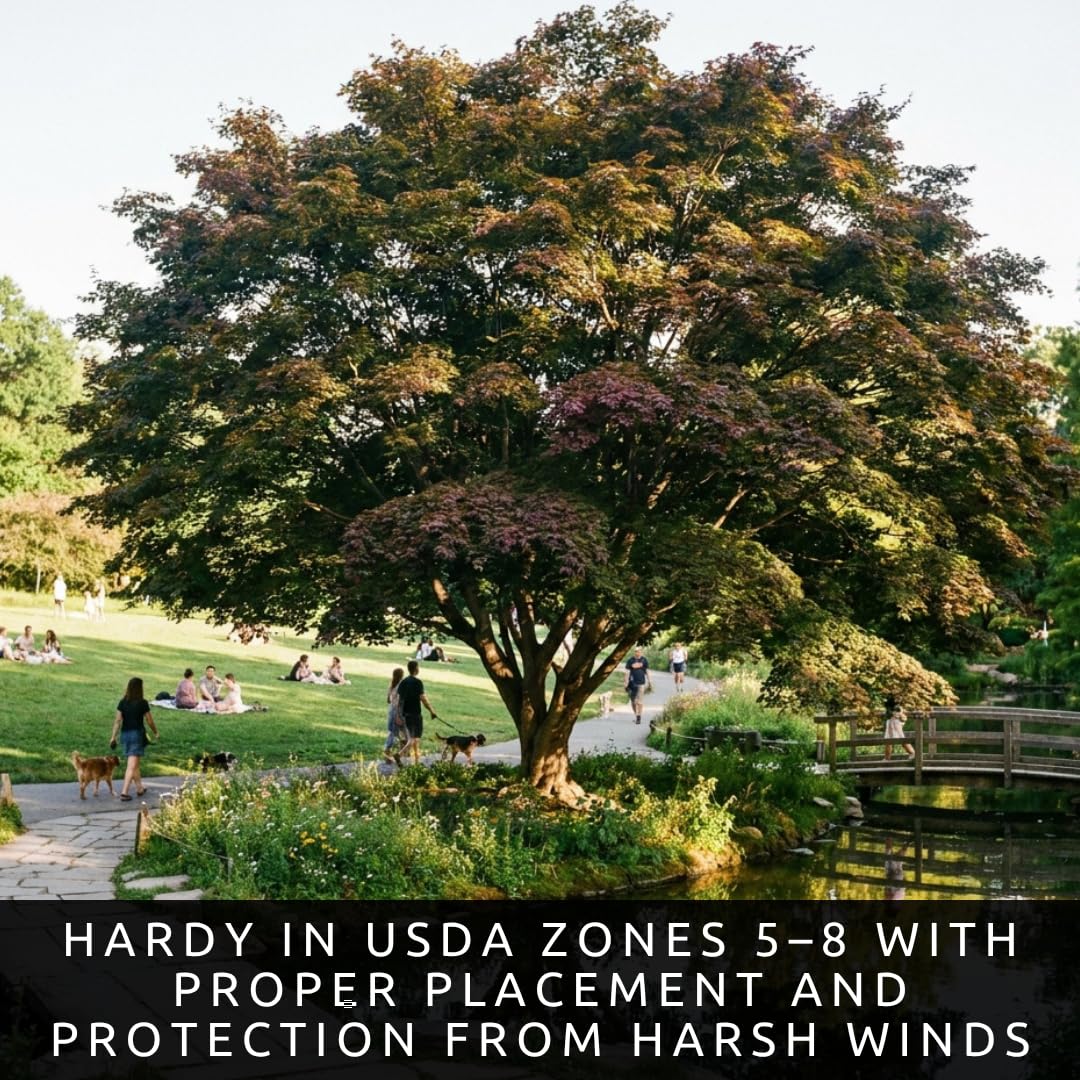 3-Pack Live Green Japanese Maple Tree Starts – Acer Palmatum Seedlings – Ornamental Landscape Trees – Vibrant Spring Color – Easy to Grow Starter Plants