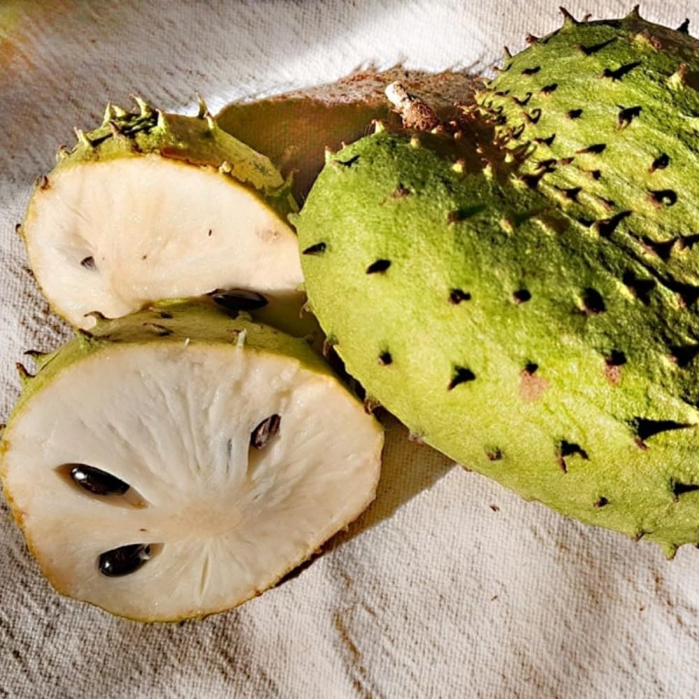 Ready to Bear Fruit Soursop Tree Live Plant in 1 Gallon Pot, 2-3 Years Old, 2-3 Feet Sweet Annona Muricata Guanabana for Outdoor Planting, No CA, Soursop Trees Grafted Tropical Fruit