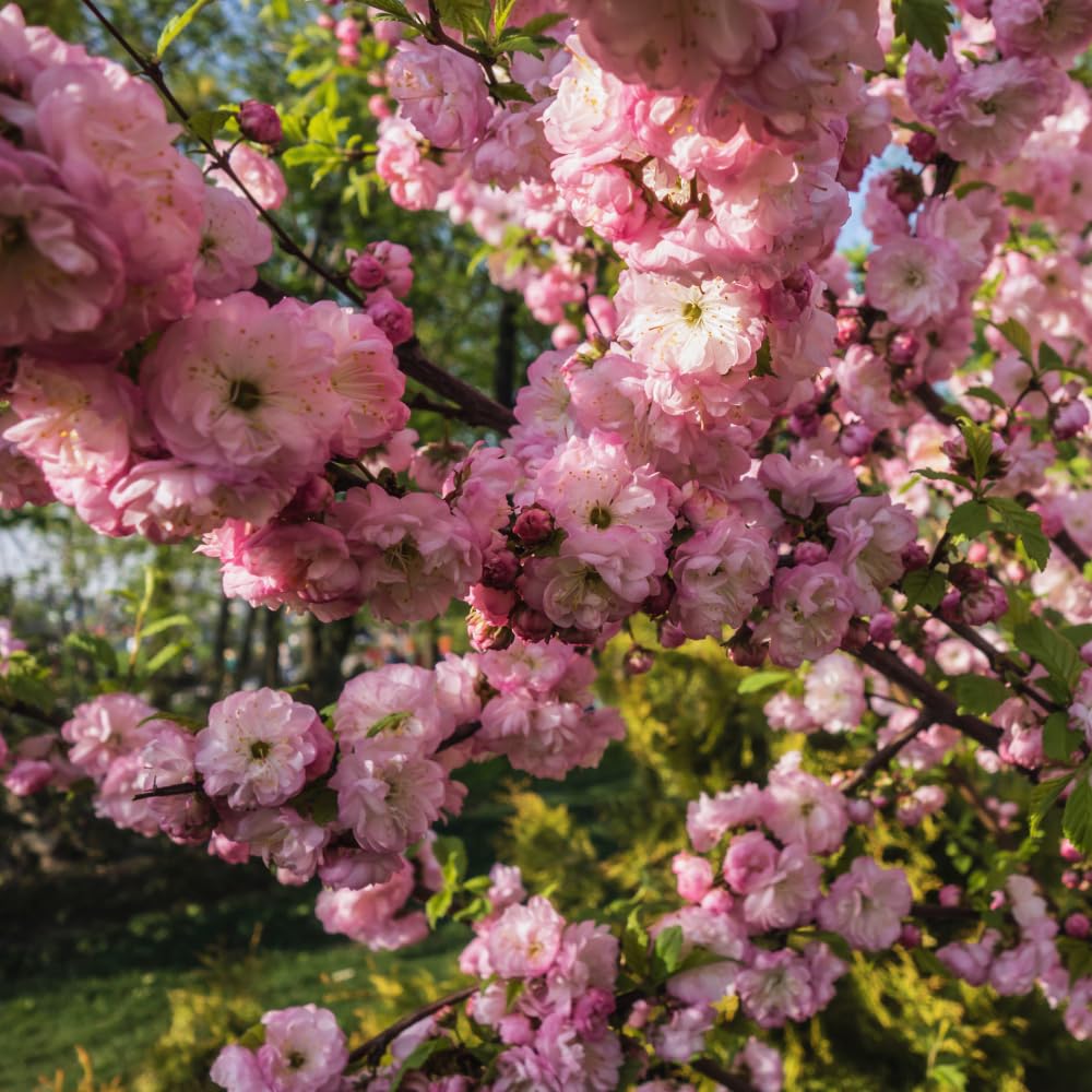 Flowering Almond Tree Live Plant, Double Pink Almond Shrub Tree Plant Live, 6 to 10 Inc Tall