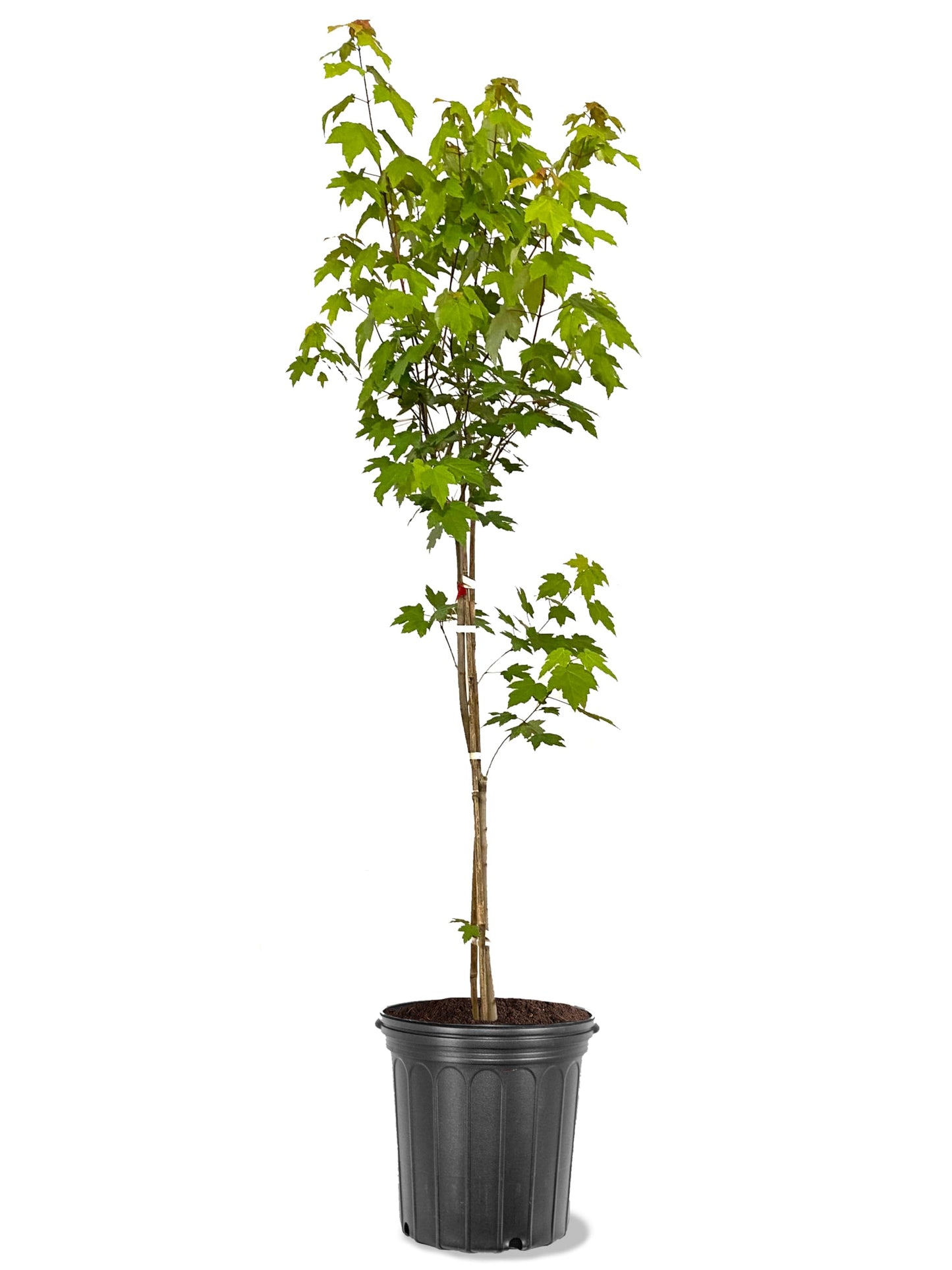 American Plant Exchange Red Maple Tree, 5 Gallon Pot, 2-3ft Tall, Large Outdoor Landscape Garden Plant, Stunning Red Leaves, Cold Hardy, Live Fast Growing Shade Tree