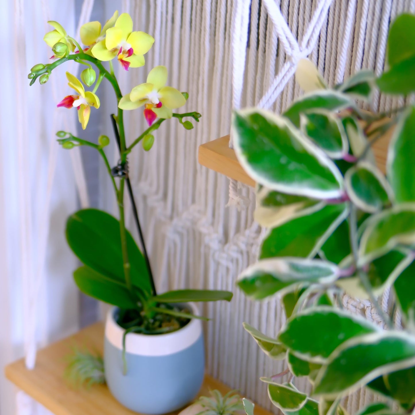 Premium Yellow Live Orchid Plant Blooming in 3.5" Blue & White Orchid Pot, Live Plants, Houseplant Gifts, Approx. 16" Tall, Pet Friendly Houseplants, Phalaenopsis Moth Flower by Plants for Pets