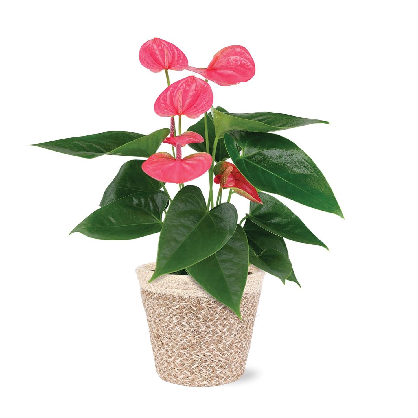 Green Circle Growers 5" Pink Anthurium in Cream Jute Pot, Live Indoor Plants, House Plant