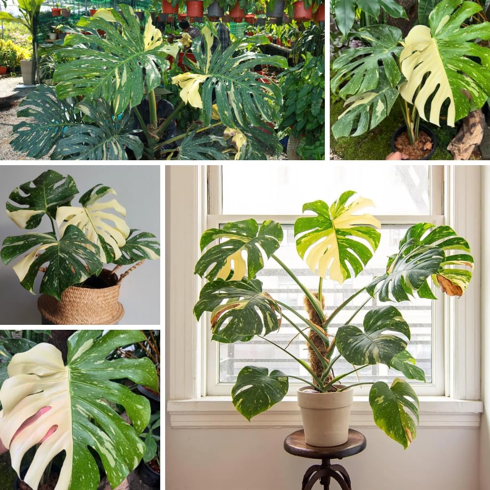 Monstera Plant Live, Monstera Fully Rooted 4-7'' Tall, No Pot, Easy-Care, Fast-Growing Indoor Houseplant (Constellation Monstera)