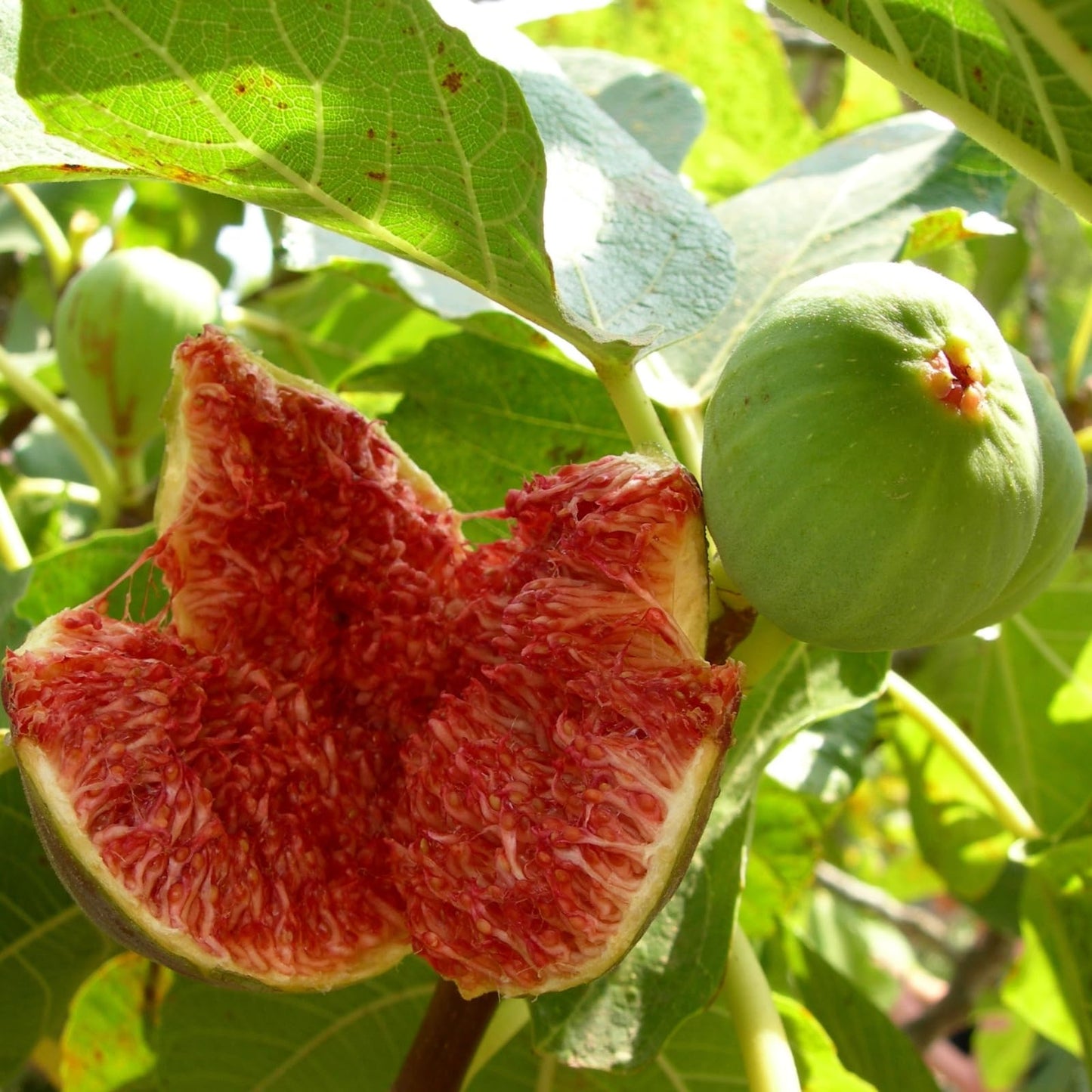 Fig Tree Chicago Hardy Live Plant (4 Pack) Cold-Hardy Live Plants to -10°F | Easy to Grow Plants | Edible Fruit Plant | Grow Your own Food on Your Edible Organic Garden| Live for Planting.