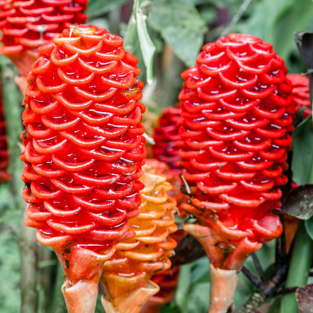 Set 5 Shampoo Ginger Roots, Awapuhi Zingiber Zerumbet Rhizomes, Pinecone Ginger Lily Flowers for Outdoor Growing