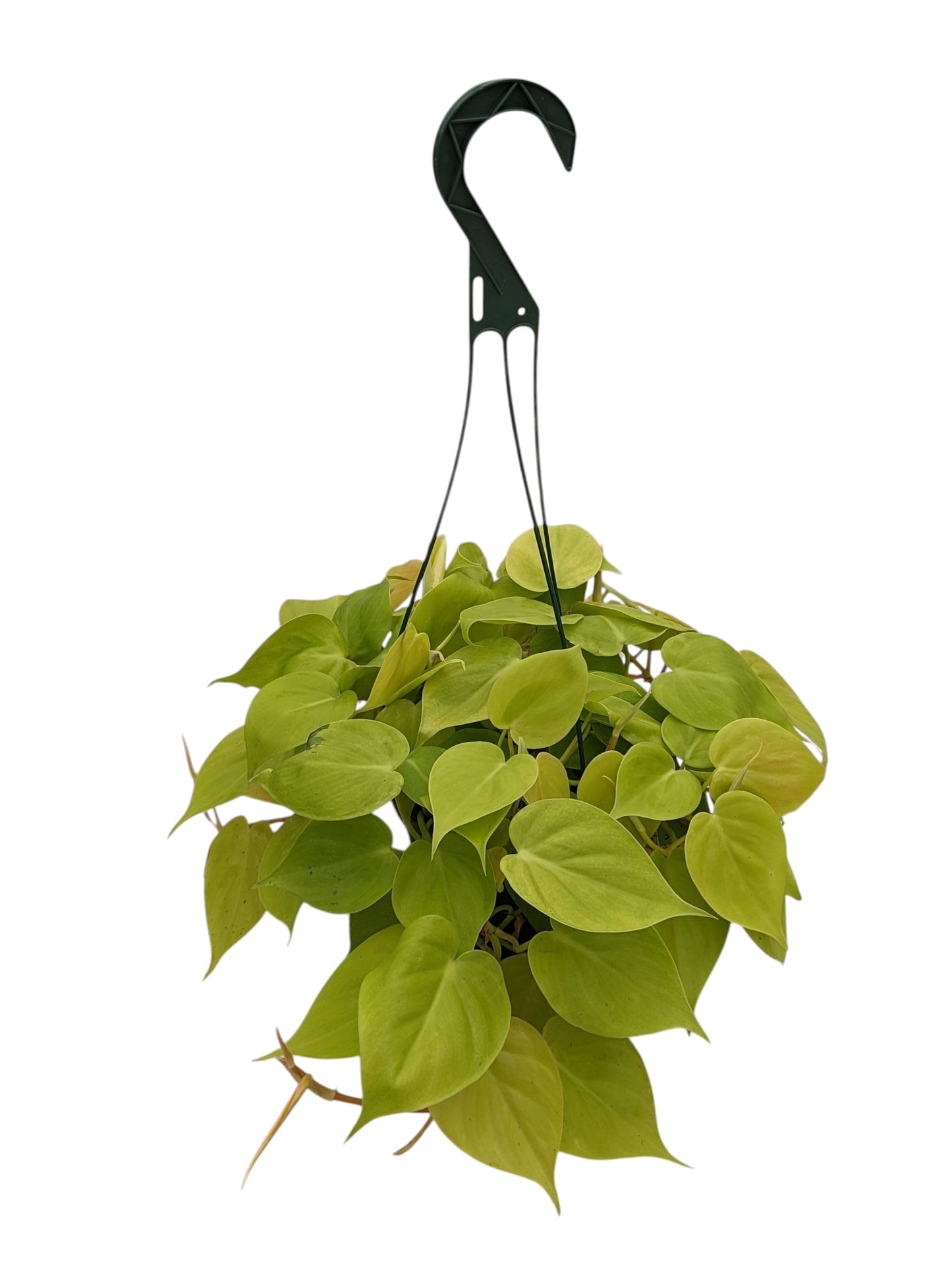 Live Philodendron Neon Cordatum Indoor Hanging Plant, Bright Green Heart-Shaped Leaves, 6 Inch Pot