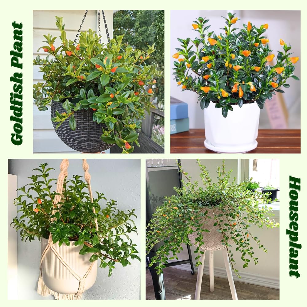 Goldfish Plants Live in 4" Pot from 4-7" Tall, Goldfish Plants Live Houseplants, Orange Flowering Trailing Plant for Indoor Outdoor Houseplant