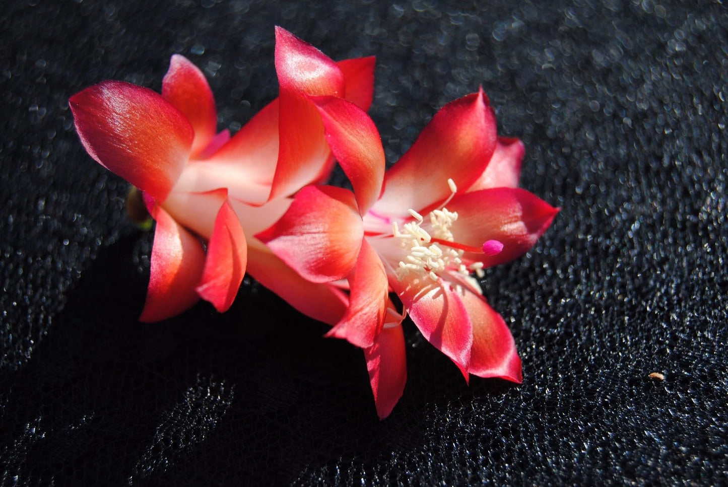 Live Plant - Christmas Cactus Starter Plant Carmesim Brazi