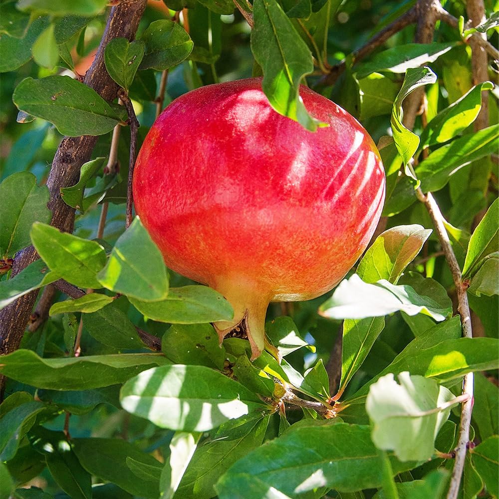 Russian Pomegranate, 5 Gallon Live Nursery Pot, Delicious Red Fruit| Arbor Day Foundation (Due to Agricultural Laws, Unavailable to CA, AZ, TX)