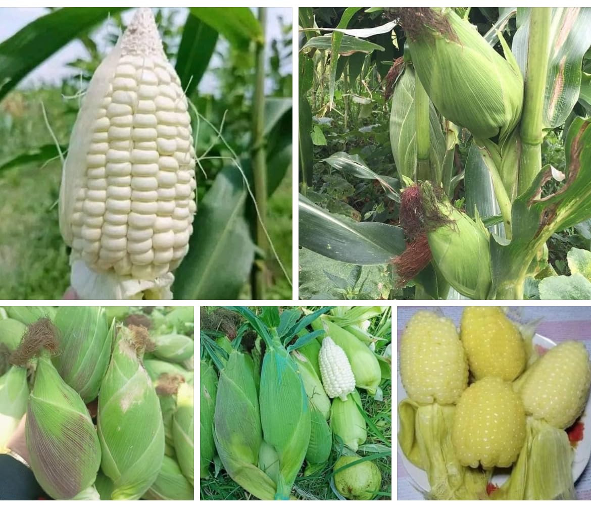 25+ Seeds Bap NEP nu SUA Seeds Rare find Asian