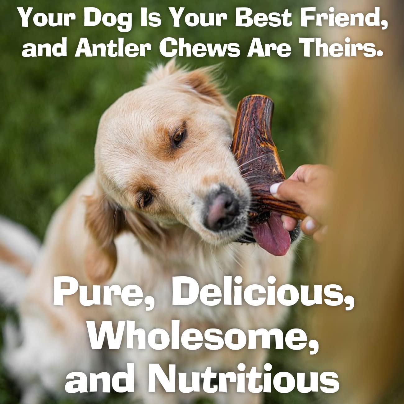 Antler Chew – Large Antler Dog Chew (130–180g, From 13cm) | Naturally Shed & Sanded | Long-Lasting, Odourless Chew for Moderate Chewers | Supports Dental Health