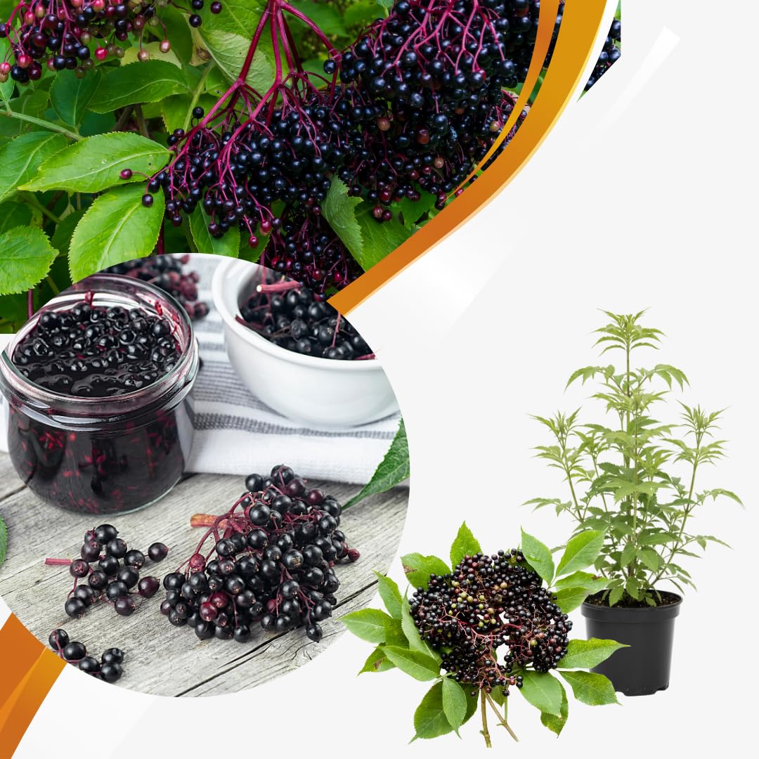 Elderberry Plant Live, Sweet Elderberry Plants, Perennial Fruiting Shrub, 6 to 10 Inches Tall, Ready to Grow