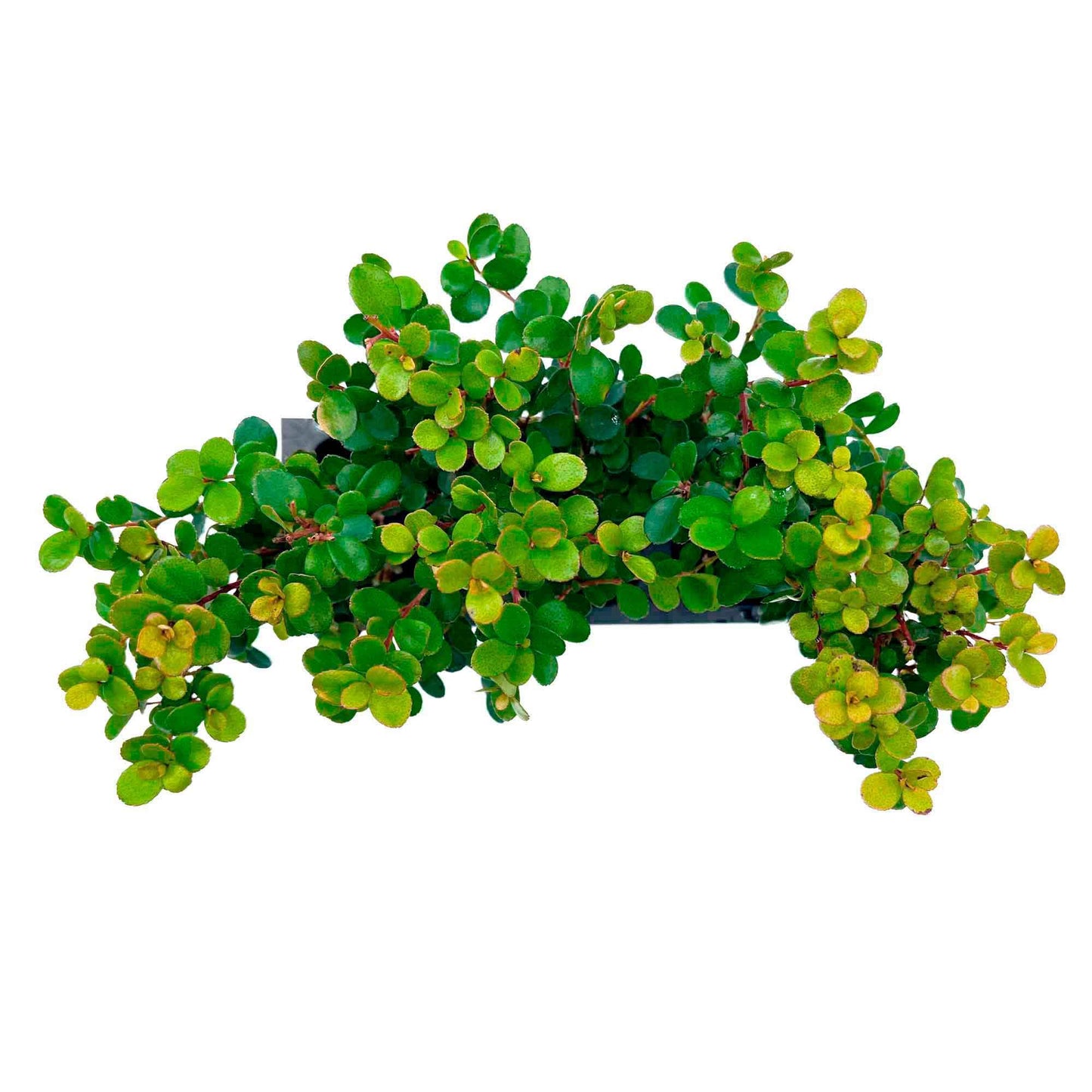 3 African Boxwood Myrsine – Dense Evergreen Shrub for Low Hedges, Borders & Topiary Landscapes (Myrsine africana) in 2.5” Cubes, Live Plants
