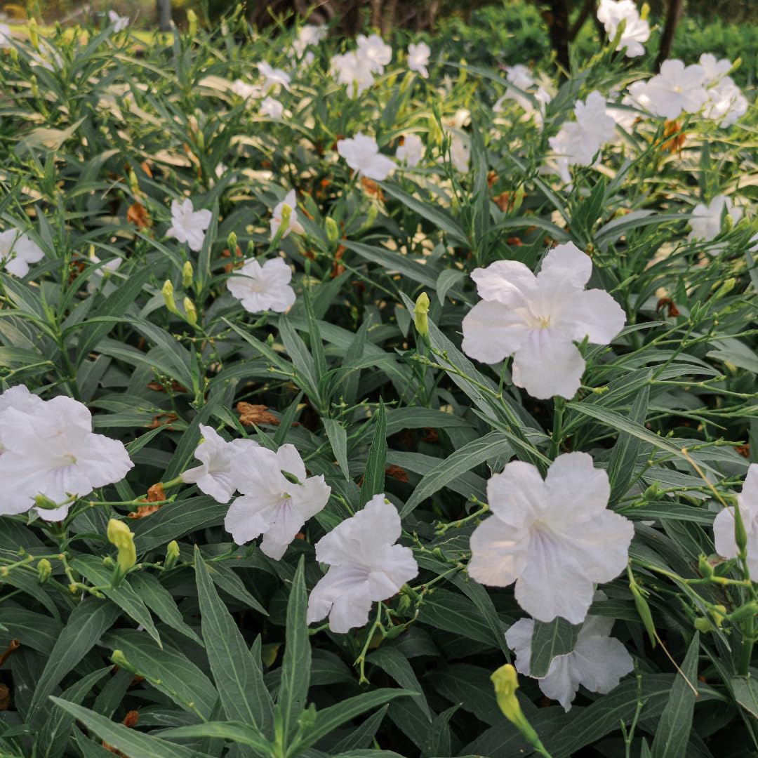 Pack 2 Hardy Mexican Petunia Live Plants - Ruellia Simplex Petunia Plants for Outdoor Gardens - 6 to 8 Inch Tall - Flowering Plants, White