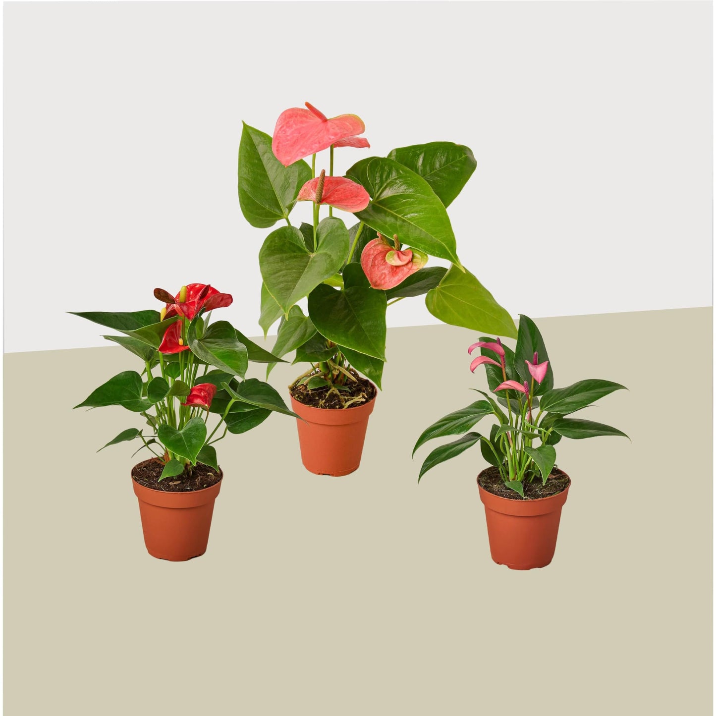 Anthurium Variety 3-Pack - Live House and Garden Plant 4" Pot