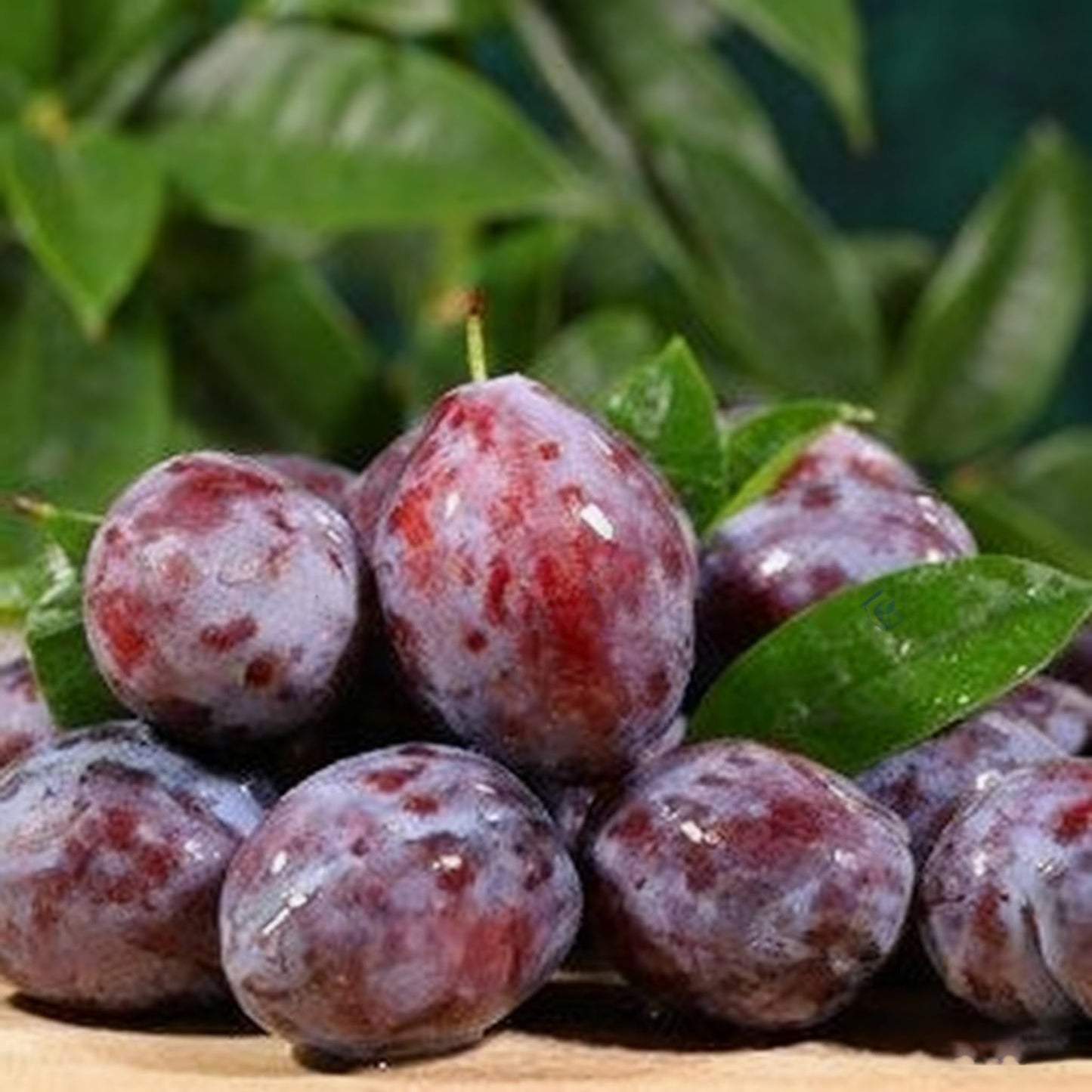 10 Prunus Domestica Seeds for Planting, Perennial Plum Fruit Tree Seed, Non-GMO Fruit Tree Seeds for Home Garden, Potted Decoration