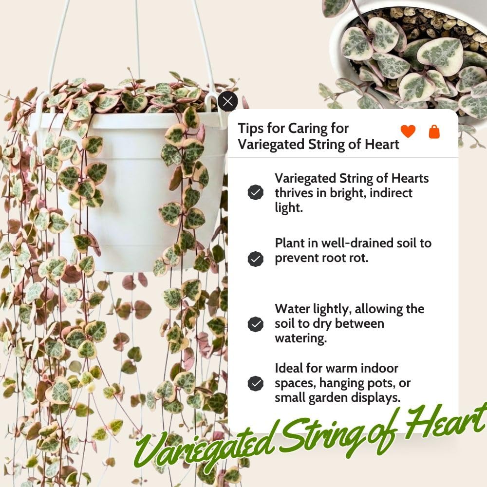 Variegated String of Heart Plant, 2" Pot, Ceropegia Woodii Variegata, Trailing Succulent Vine for Indoor Planting