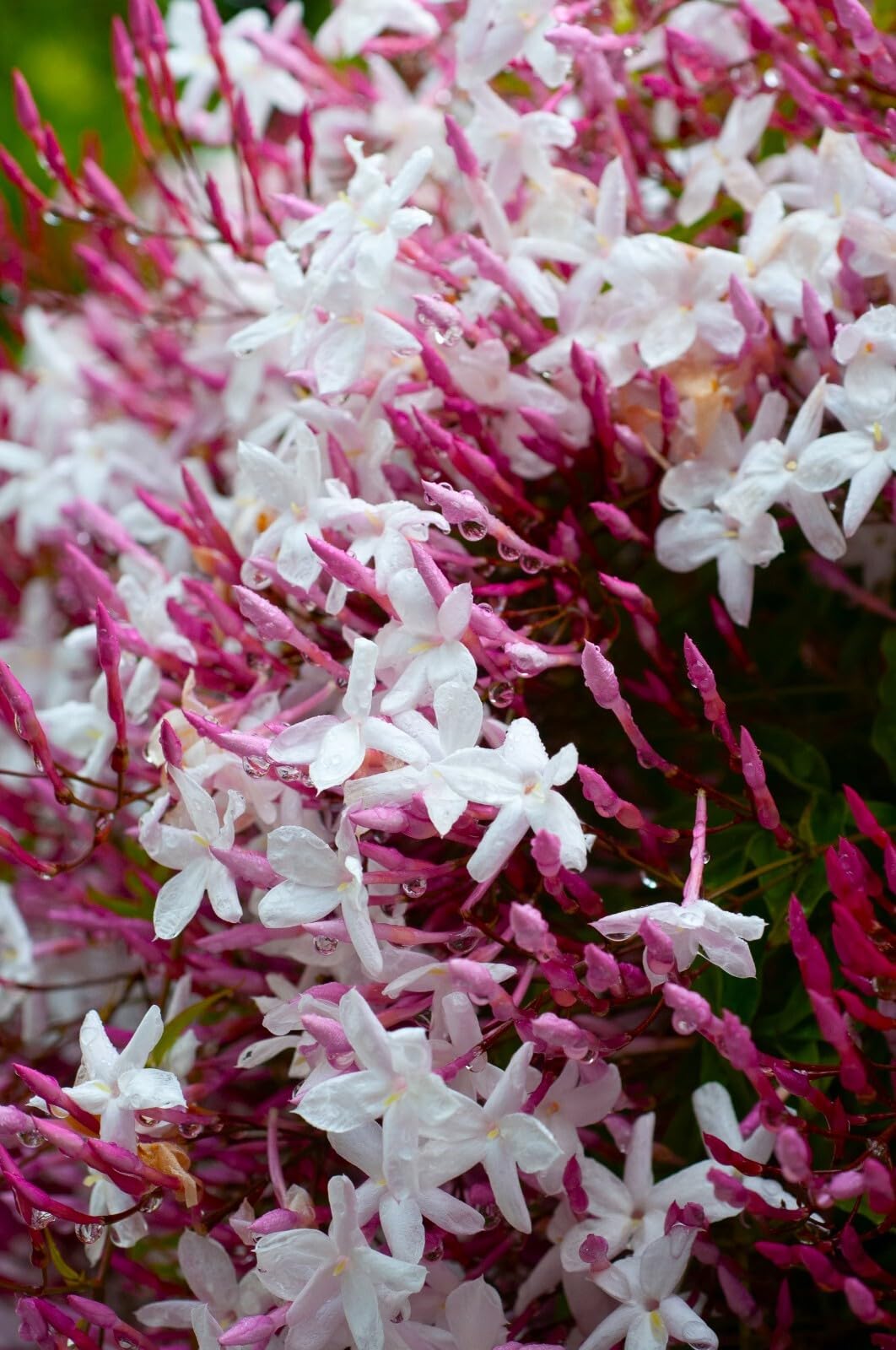 Live Plant - Pink Jasmine Jasminum Polyanthum Rooted Starter Plant Extremely Fragrant