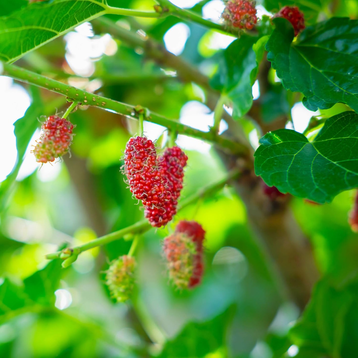 3-Pack Mulberry Plants Live for Planting, 5-9” Tall, Sweet Mulberries Trees Live (Red Mulberry)