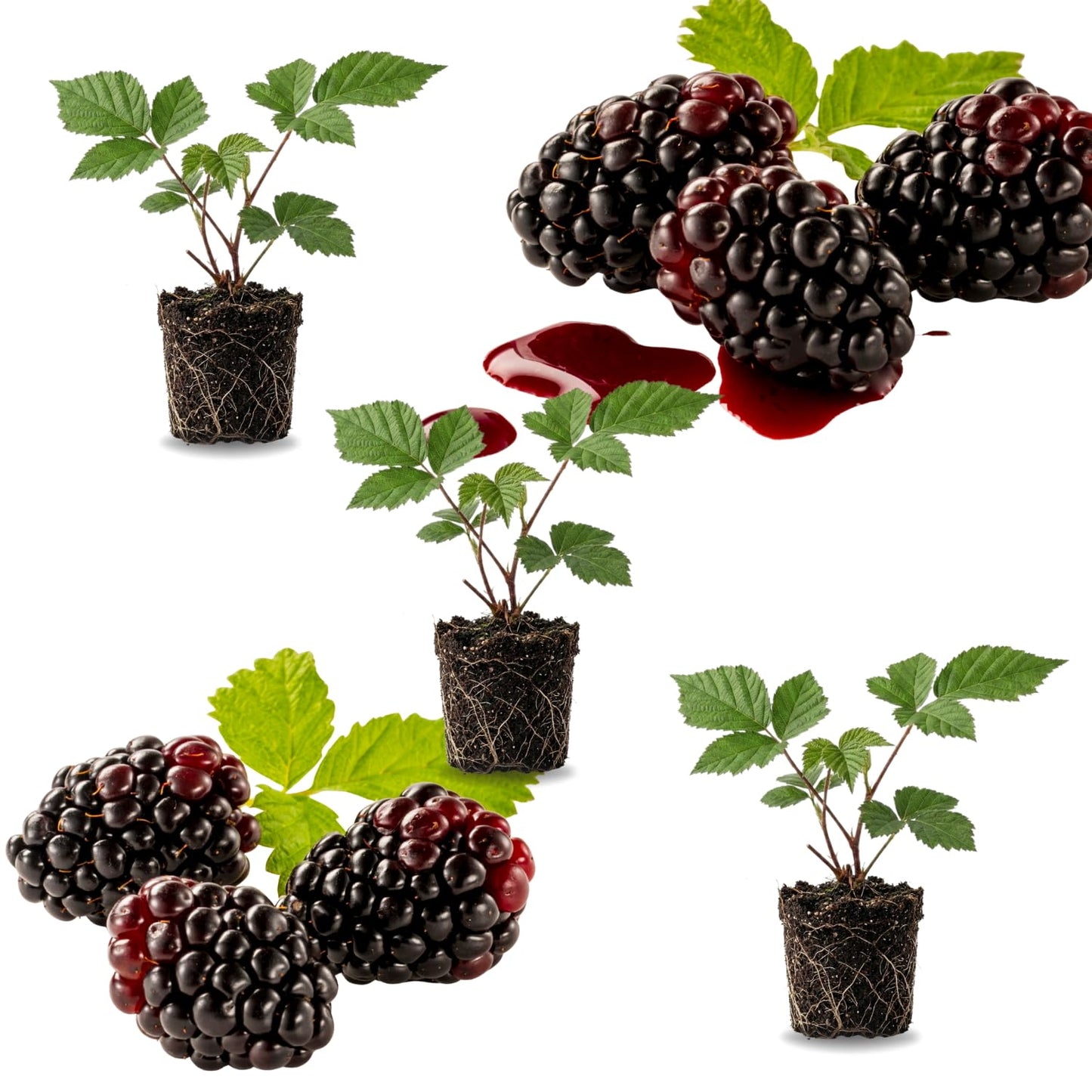 Combo 3 Sweet Boysenberry Plants Live for Planting, Fruit Bearing Vine for Home Growing, 4–6" Tall Starter Plants for Outdoor Gardens