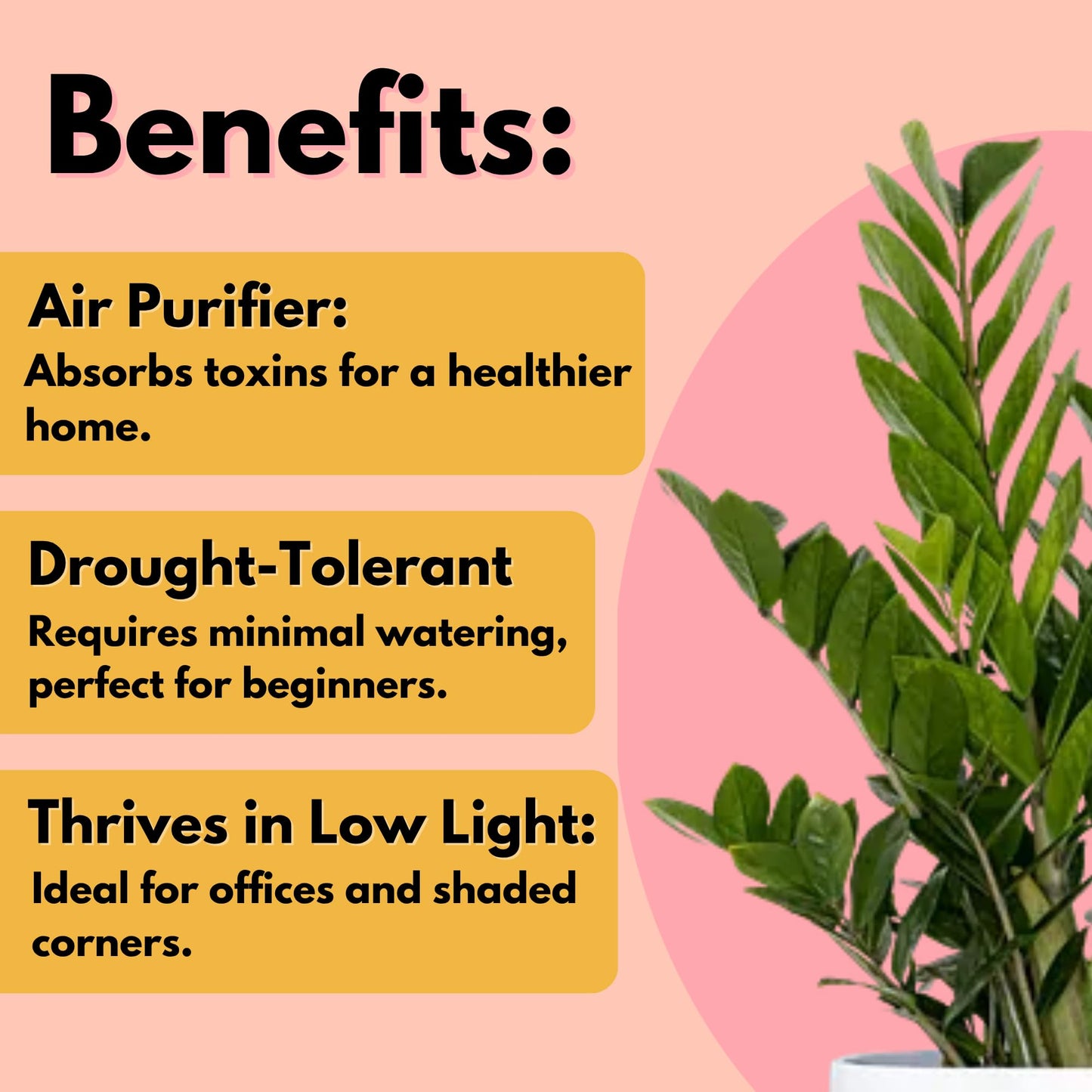 United Nursery ZZ Plant Live 10–14 inches Tall in 6 inch Plant Pot, Easy Care Low Light Indoor House Plant for Home and Office Decor