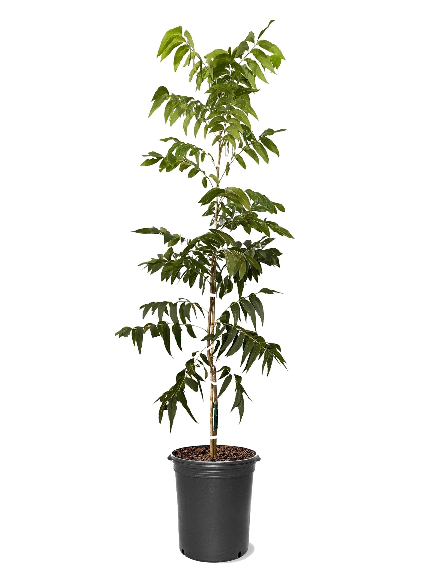 American Plant Exchange Pawnee Pecan Tree, 5 Gallon Pot, 2-3ft Tall, Live Fruiting, Nut-Producing, Large Outdoor Landscape Plant, Fast-Growing, Ideal for Home Orchards and Fresh Harvests