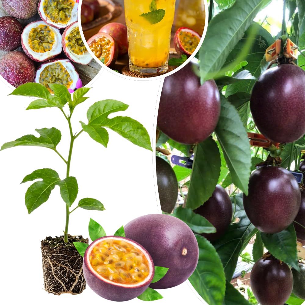 Passion Fruit Plant Live 4-7 Inch, Passionfruit Vine for Outdoor Garden, Tropical Climbing Vine for Trellis, Fence or Backyard Growing (Purple Passionfruit)