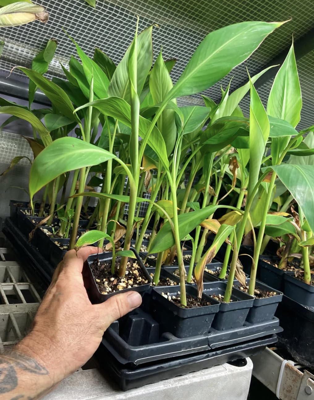 Kokopo Banana Live Plant - Dwarf Banana Tree - Patupi Banana Plant - Short Cycle Banana - 5-8 Inches Tall - Container and Outdoor Growth