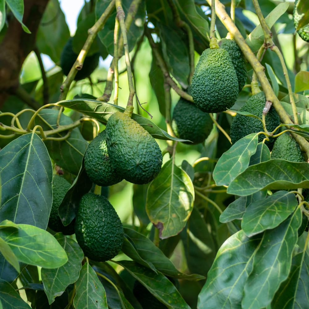 HASS Avocado Tree, Avocado Trees Live Plants in 3 Gallon Pot, Fruit Bearing Plant for Outdoor Garden, 1-2 Feet Tall, No CA