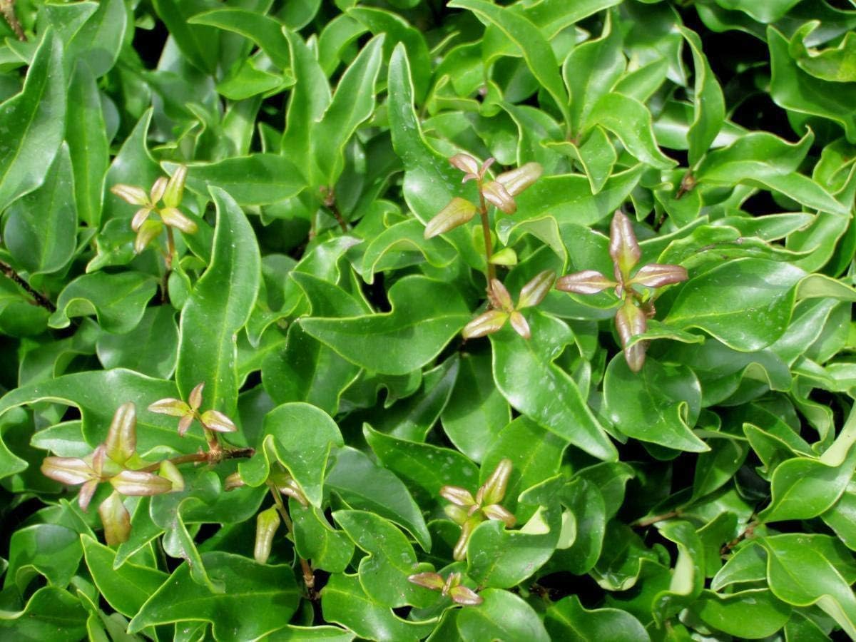 Curled Leaf Privet | 1 Live Quart Size Plant | Ligustrum Japonicum Recurvifolium, Evergreen Flowering Privacy Hedge, Ornamental Shrub for Lush Landscapes
