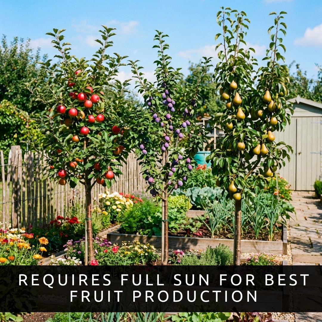 Apple, Plum & Pear Trees (3-Pack) – Dwarf Fruit Trees, Easy Grow Backyard Orchard Starter Kit (6 Pack - 2 of Each)