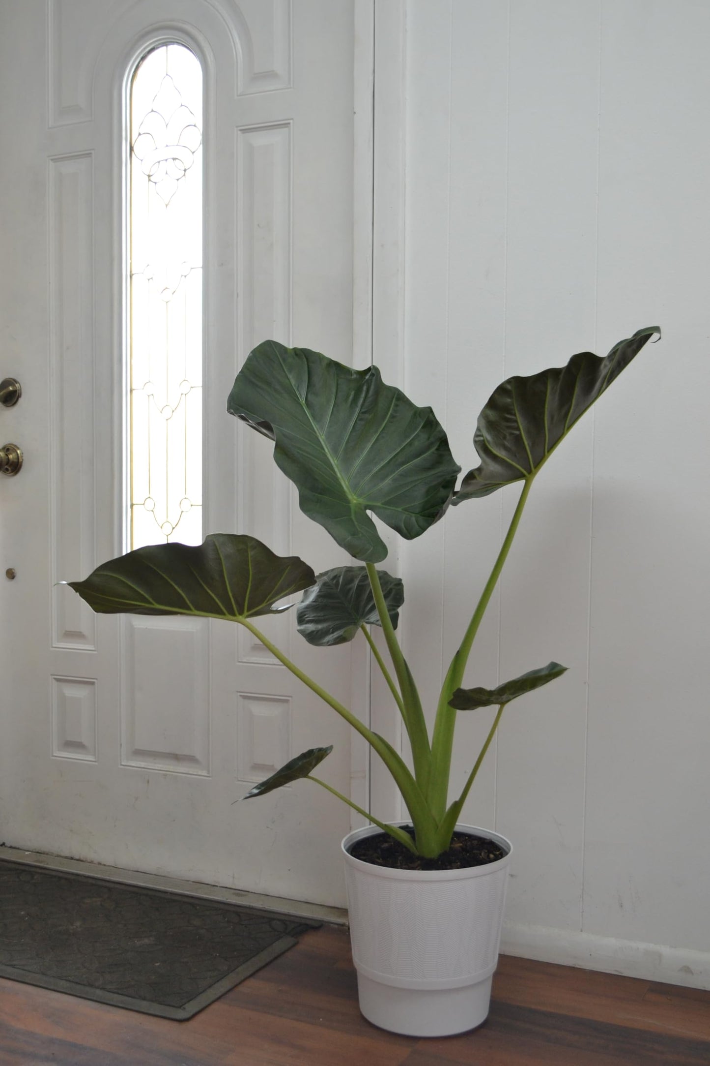 Live Plant Starter Pack | 3 Large Indoor Plants in 10” Pots – Alocasia Regal Shield, White Bird of Paradise & Monstera Deliciosa | Perfect for Apartments, New Homes, Dorm Rooms & Housewarming Gifts