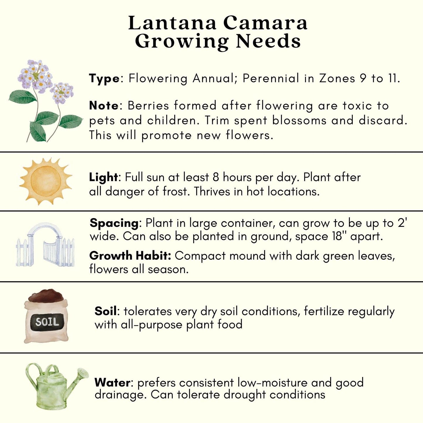 Clovers Garden Lantana Camara Flowers – Two (2) Live Plants Non-GMO Each Plant 4" to 8" Tall – in 4" Inch Pots - Natural Mosquito Garden - Attract Hummingbirds & Butterflies, Assorted Colors