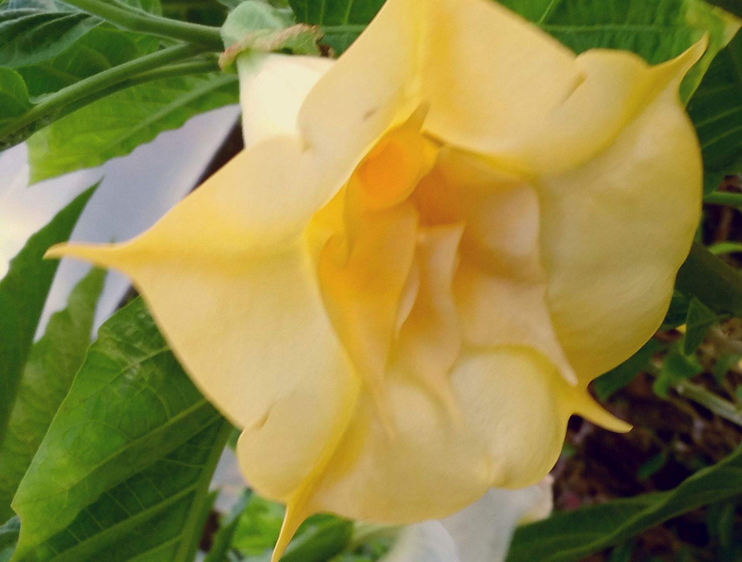 Angels Gold Face Brugmansia Live Plant Unusual Fragrant Golden Yellow Apricot Double Trumpet Flowers Starter Size 4 Inch Pot