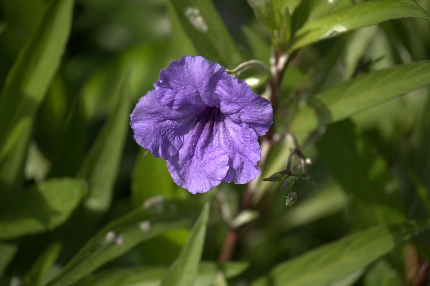 Purple Mexican Petunia Plants – Mexican Bluebell Pack of 3 Live Starter Plants (6-8 Inches Tall) – Ruellia brittoniana, Purple Showers, Fast-Growing