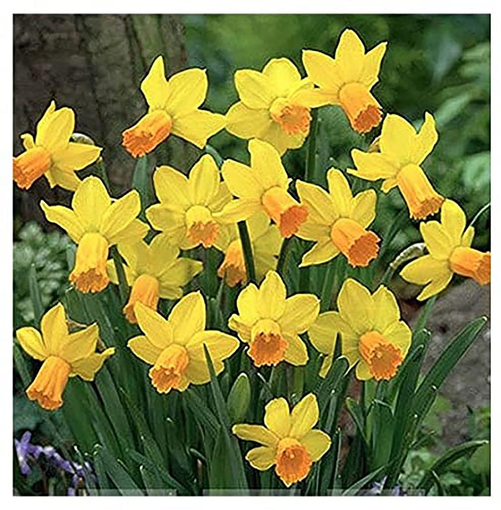 10 Merlin Narcissus Bulbs - TOP Size Daffodil Bulbs