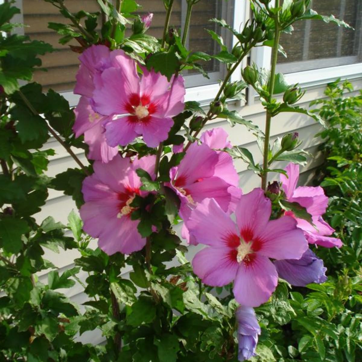 Pink Rose of Sharon Live Plant, 6-12" Tall Althea Hibiscus Plants in Quart Pot, Perennial Hardy Hibiscus Plant Bush for Outdoors Garden, Dormant in Winter