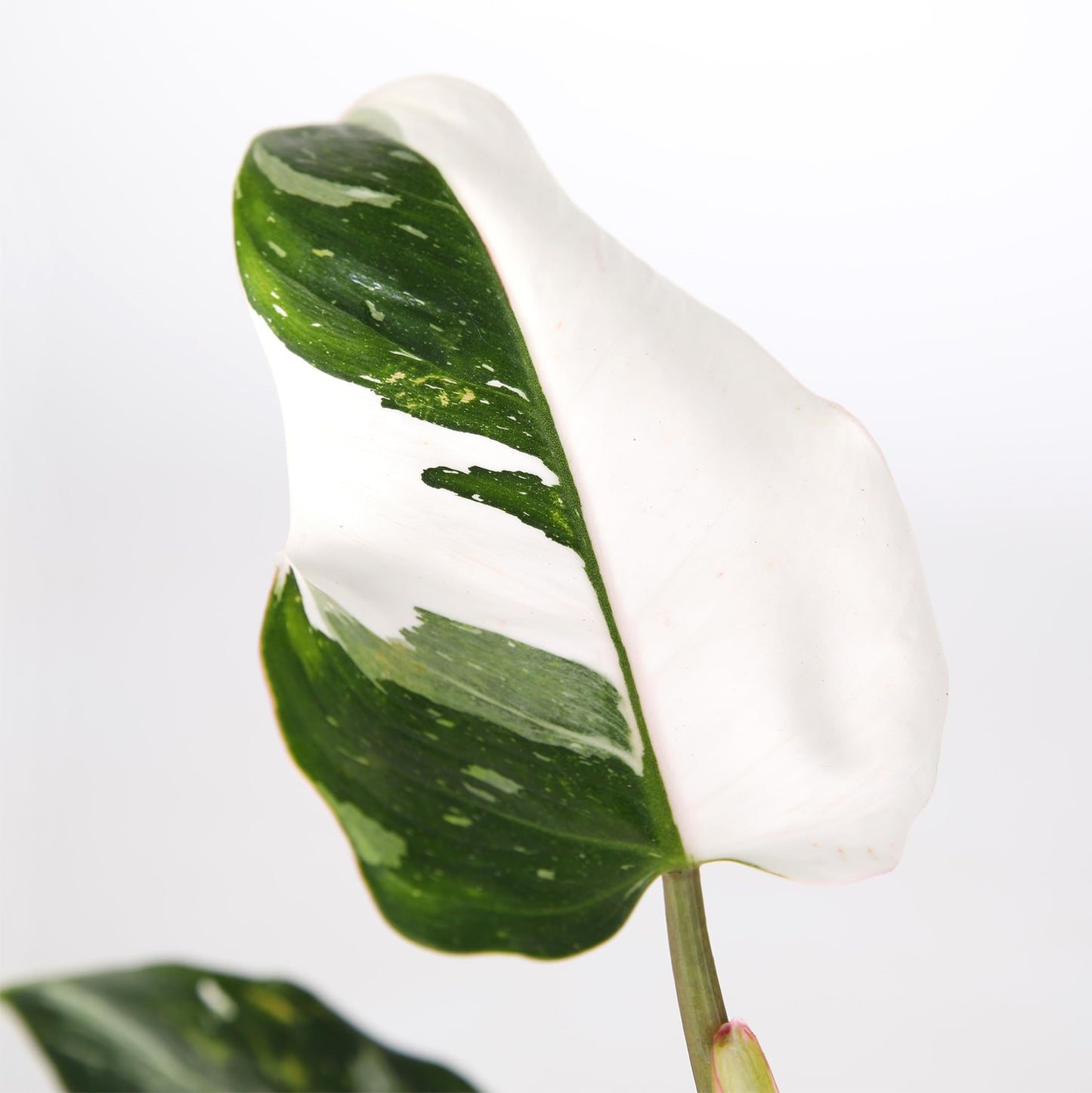 Green Circle Growers White Princess Live Indoor Plants in 5" Beige Rockefeller Pot, House Plant