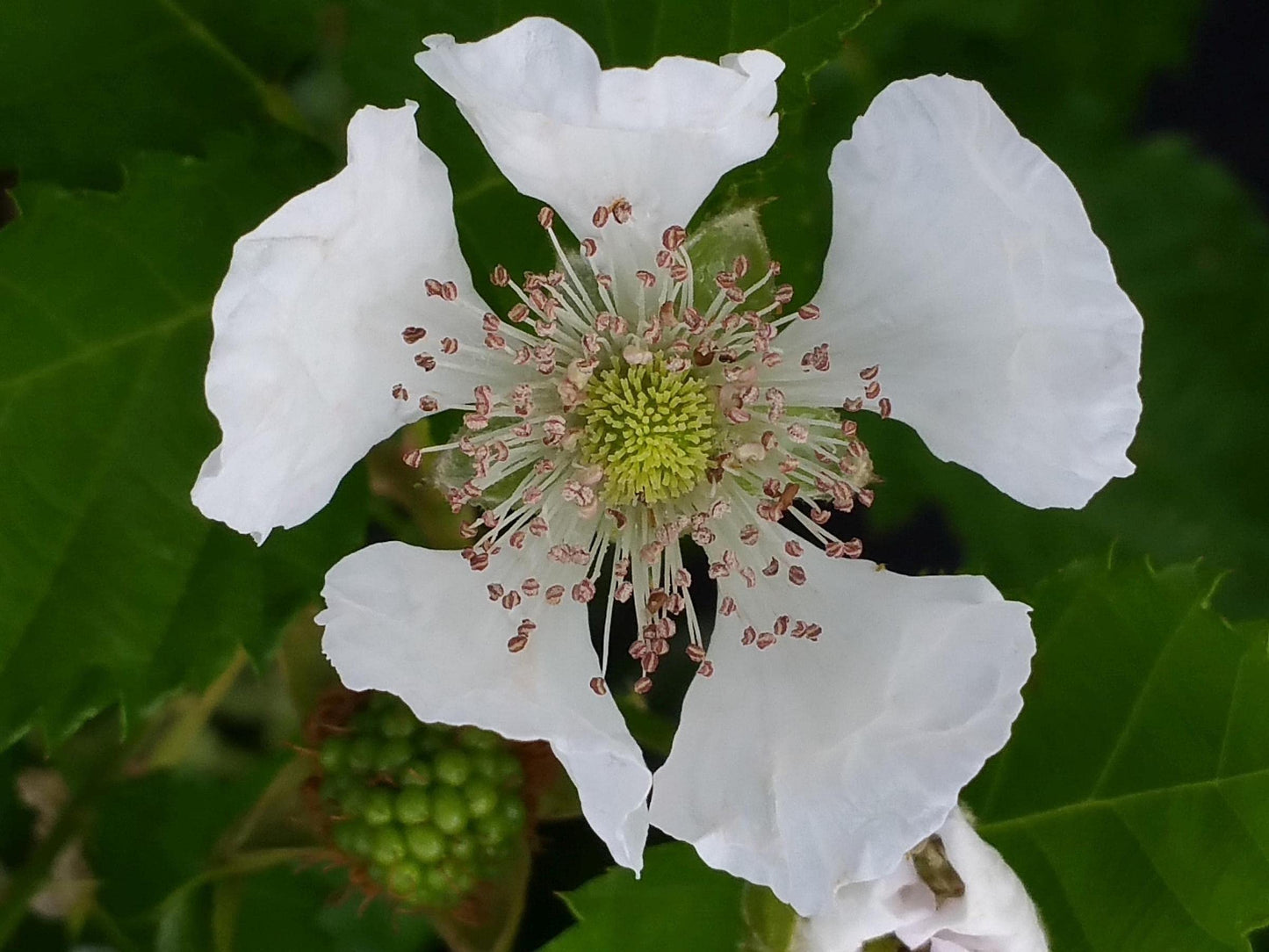 Brazos Heirloom Low Chill Cultivated BlackBerry - Rubus Live Berry Plant - Large Sweet Fruit - Thorny Canes- Warm Climate - 8-12 Inches Tall - 4 Inch Pot