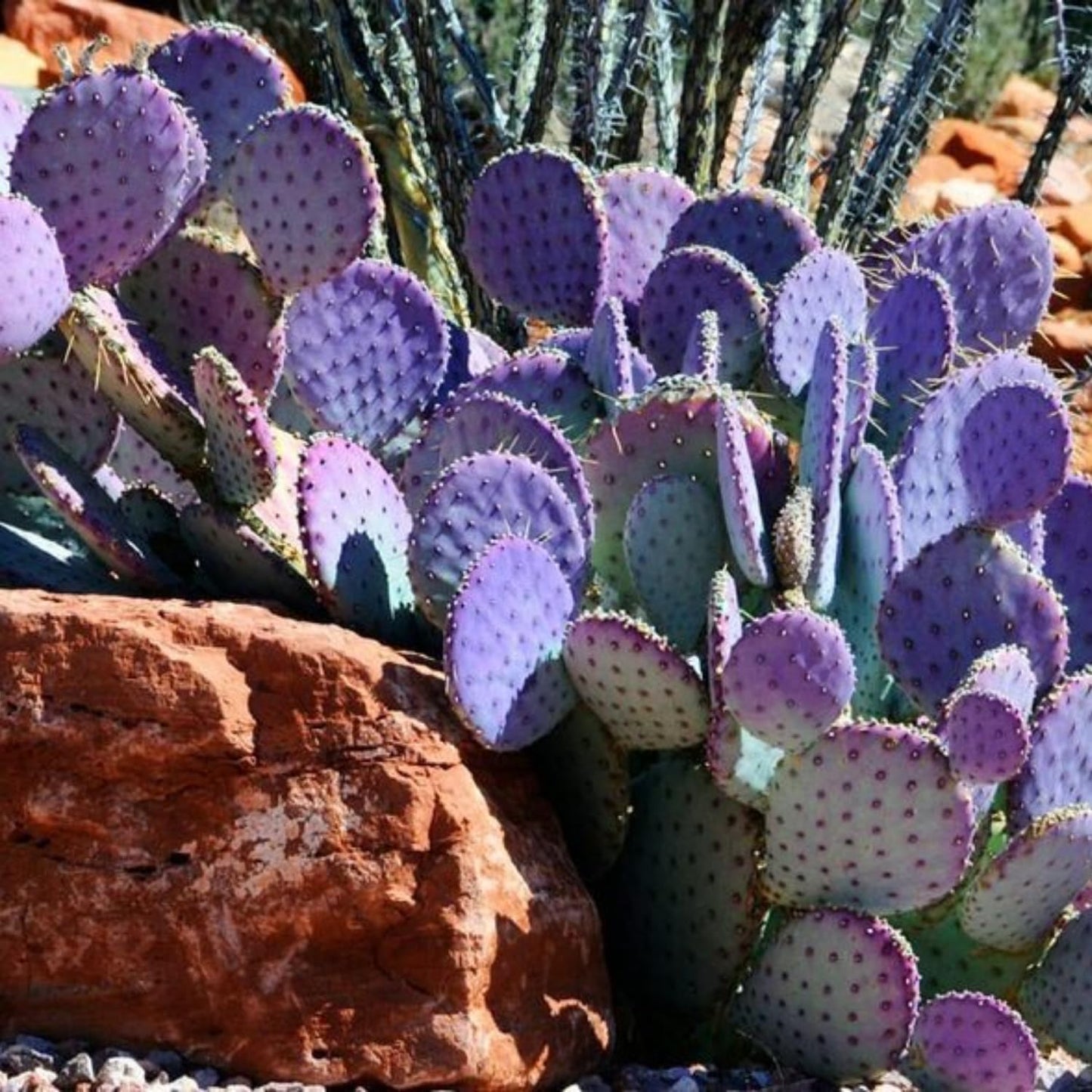 Purple Prickly Pear Cactus Live Plant, Rare Cactus Plants 6-8 Inches, Hardy, Low-Maintenance Plant for Indoors and Outdoors