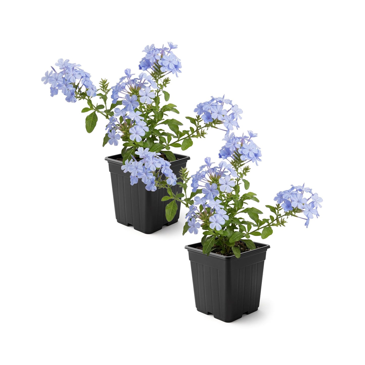 Live Hardy Plumbago 2-Pack – Blue Flowers – Sun Groundcover Perennial, Late Summer Color, 10” Tall, 1 Qt Pot