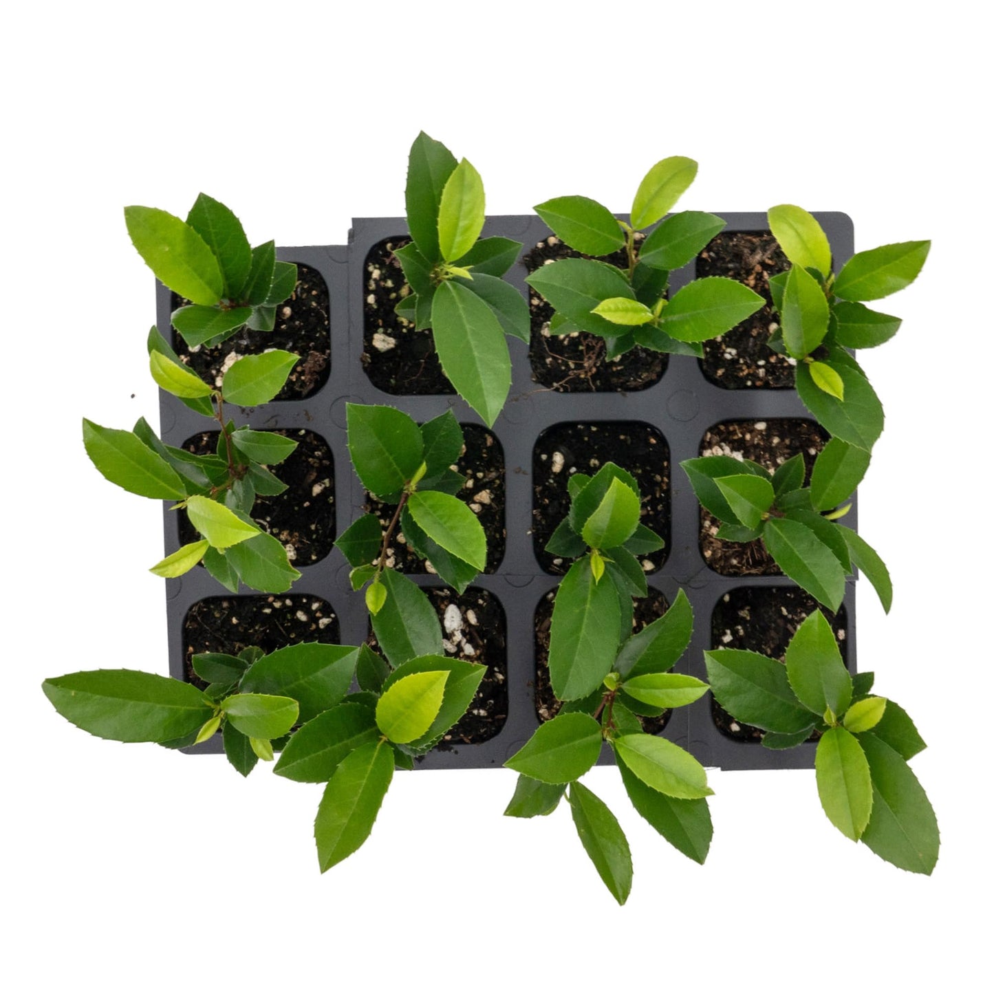 12 Carolina Cherry Laurel in 2.5” Nursery Cubes (Prunus caroliniana) | Evergreen Screening Shrub or Small Tree for Hedges, Borders & Wildlife | Ready-to-Plant Live Starter Plants