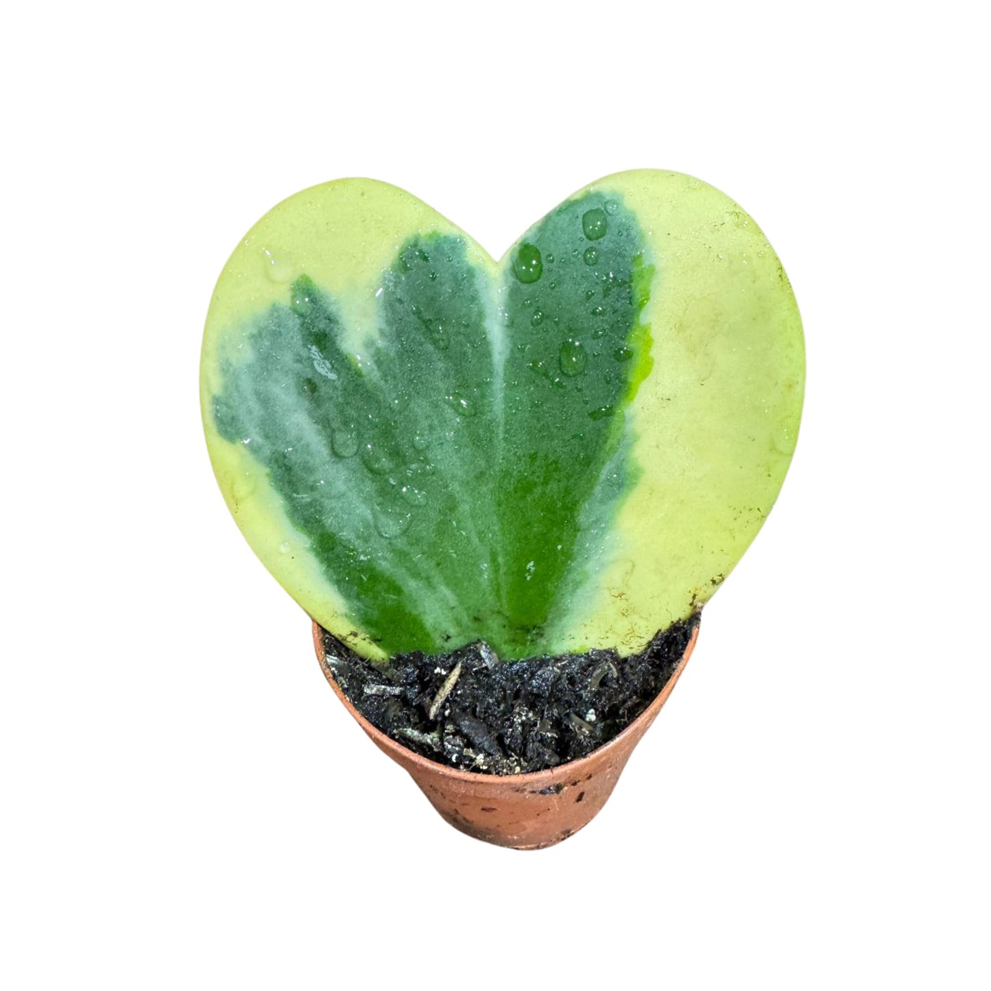 PLANTVERS Variegated Hoya Kerrii ‘Albomarginata’ in 2" Grow Pot – Heart-Shaped Succulent Plant – Rare Live Indoor Houseplant