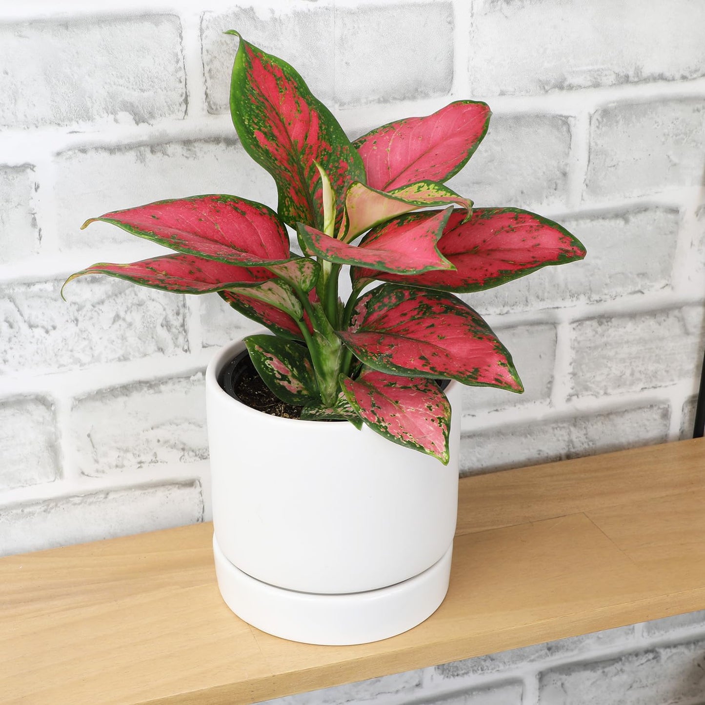 Beauty Aglaonema Chinese Evergreen Live Plant, Variegated Plant Exotic House Plants Live Tropical Plants, Rare House Plants Indoors Live Plants Indoor Plants Live Houseplants by Plants for Pets