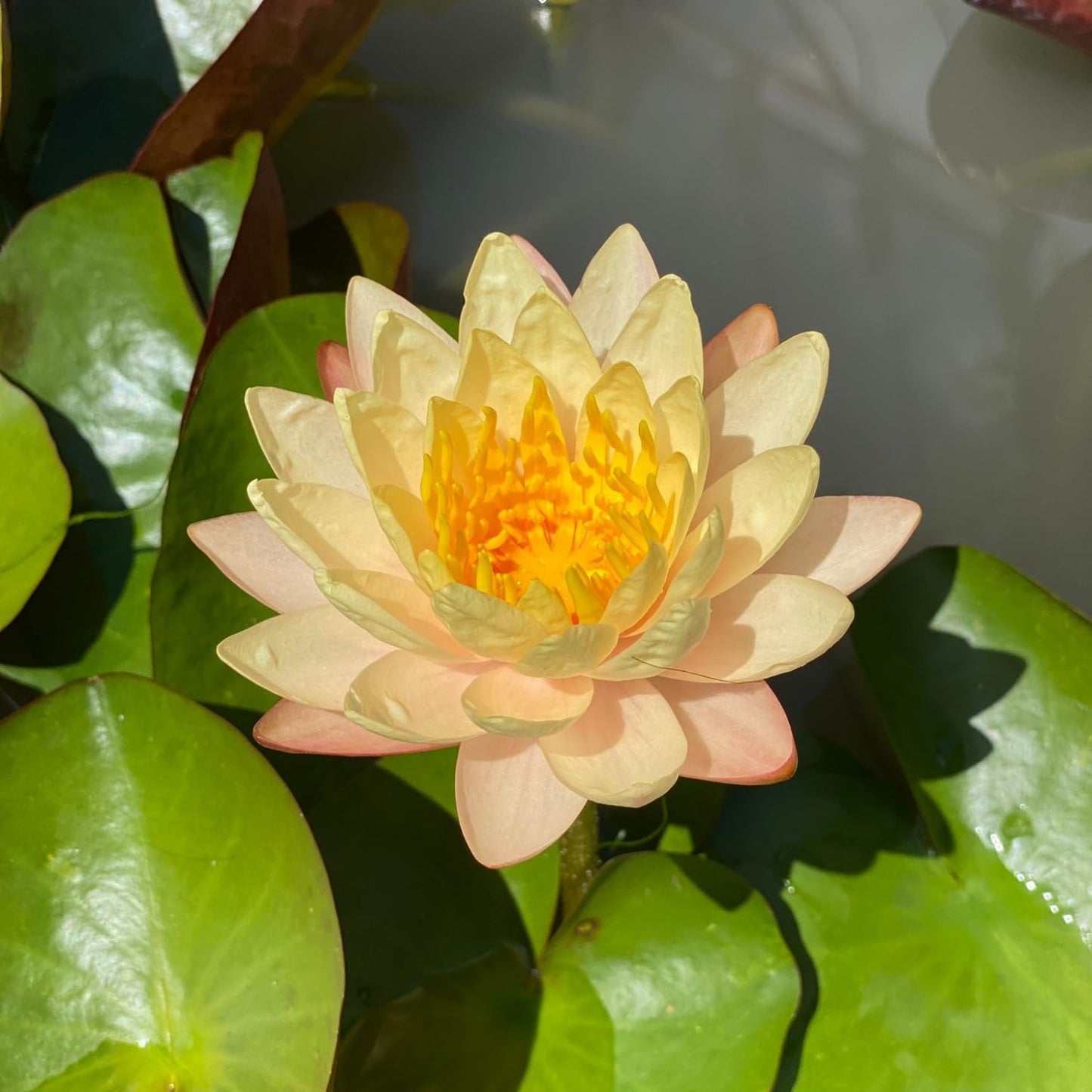4 Pack Pre-Grown Hardy Waterliy Live Tuber in Yellow, Red, Blue Flower for Indoor-Outdoor Pond Decoration